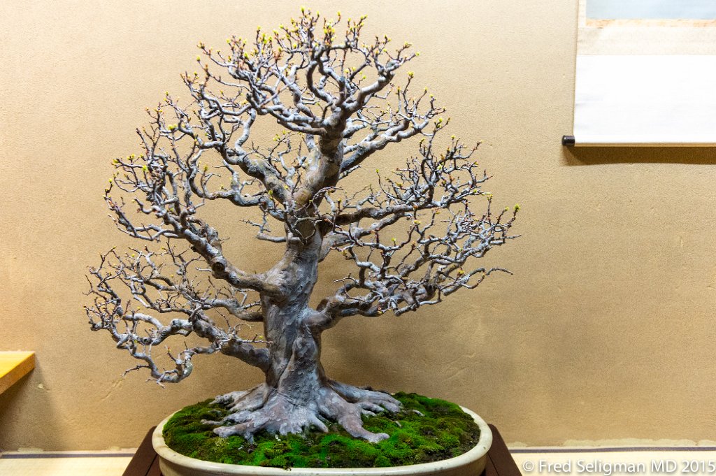 20150310_163526 D4S.jpg - Bonsai Museum and Gardens Tokyo, a famous garden more than 400 years old. Rare bonsai are more than 500 years old.